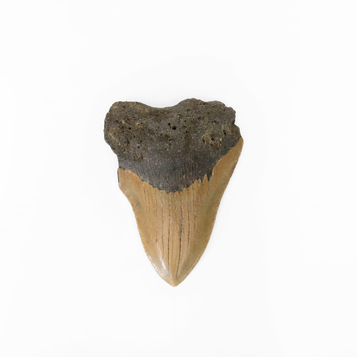 Megalodon Tooth Large