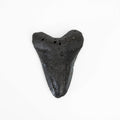 Megalodon Tooth - Large