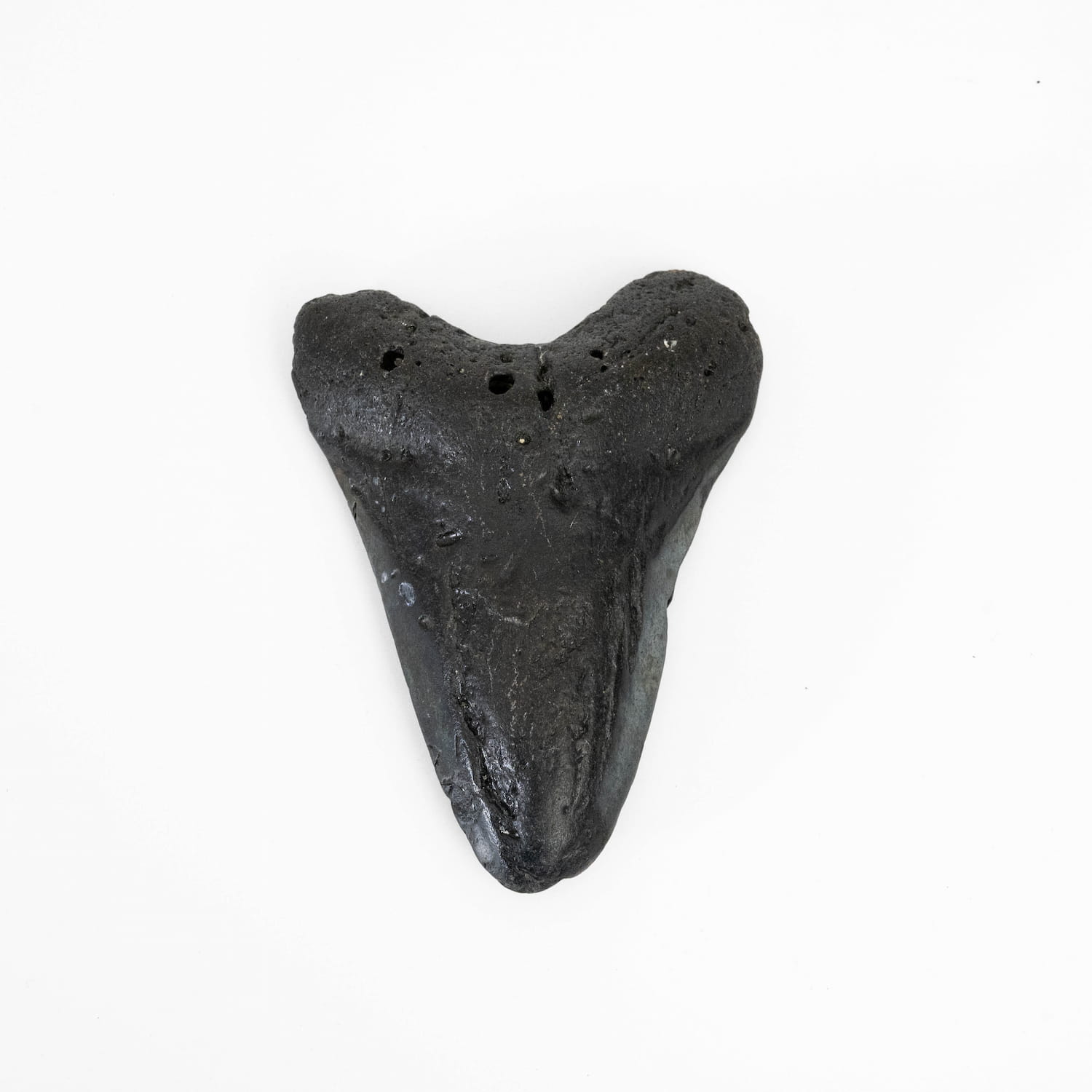 Megalodon Tooth - Large