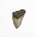 Megalodon Tooth - Large