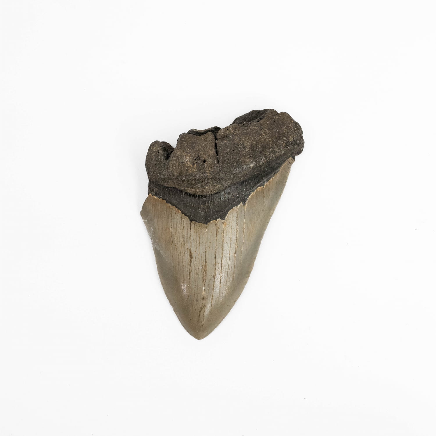 Megalodon Tooth - Large