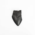 Megalodon Tooth