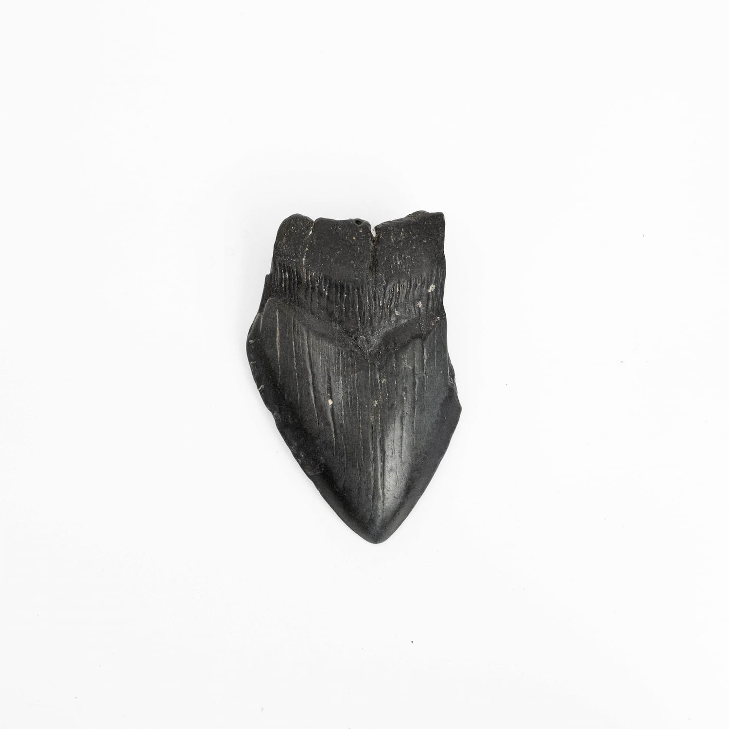Megalodon Tooth