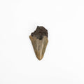 Megalodon Tooth