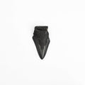 Megalodon Tooth