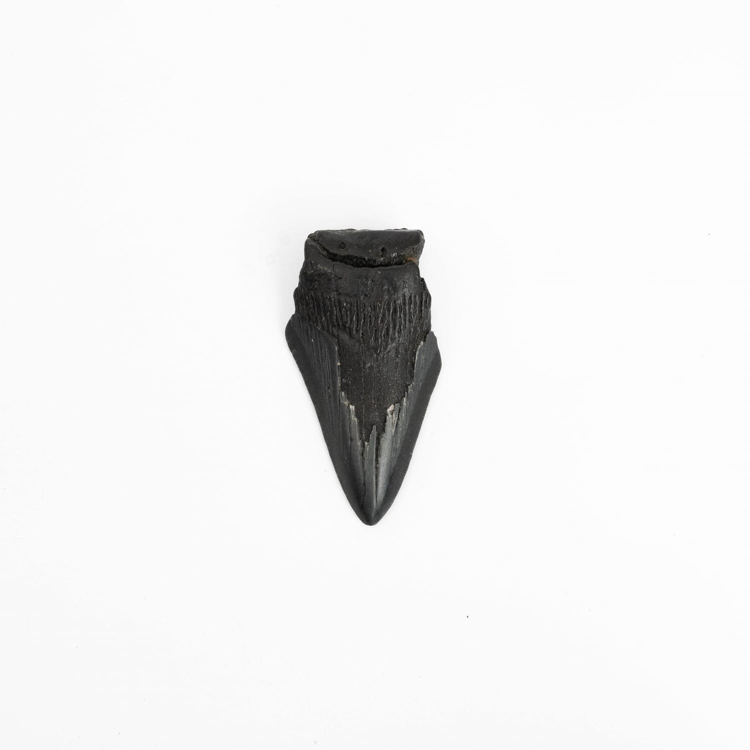 Megalodon Tooth