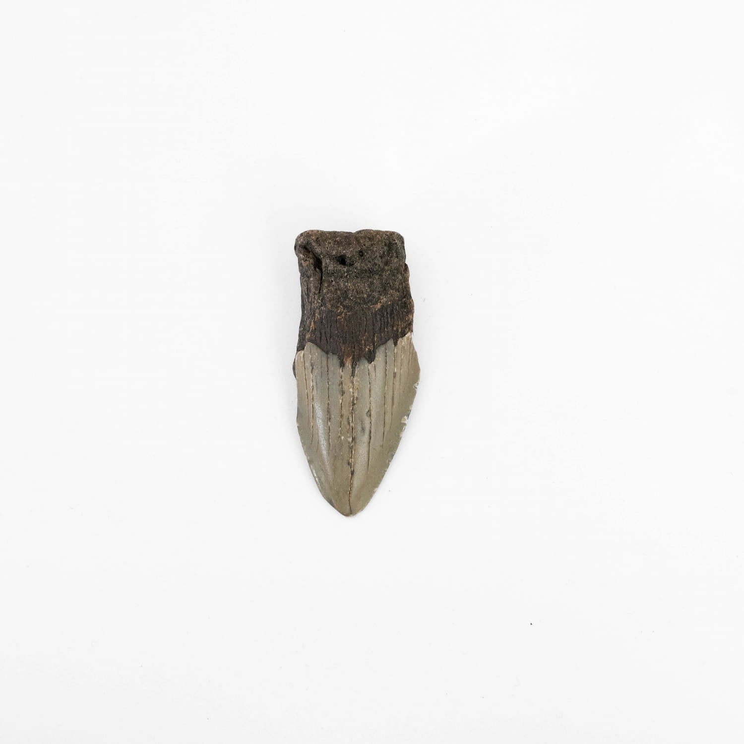 Megalodon Tooth