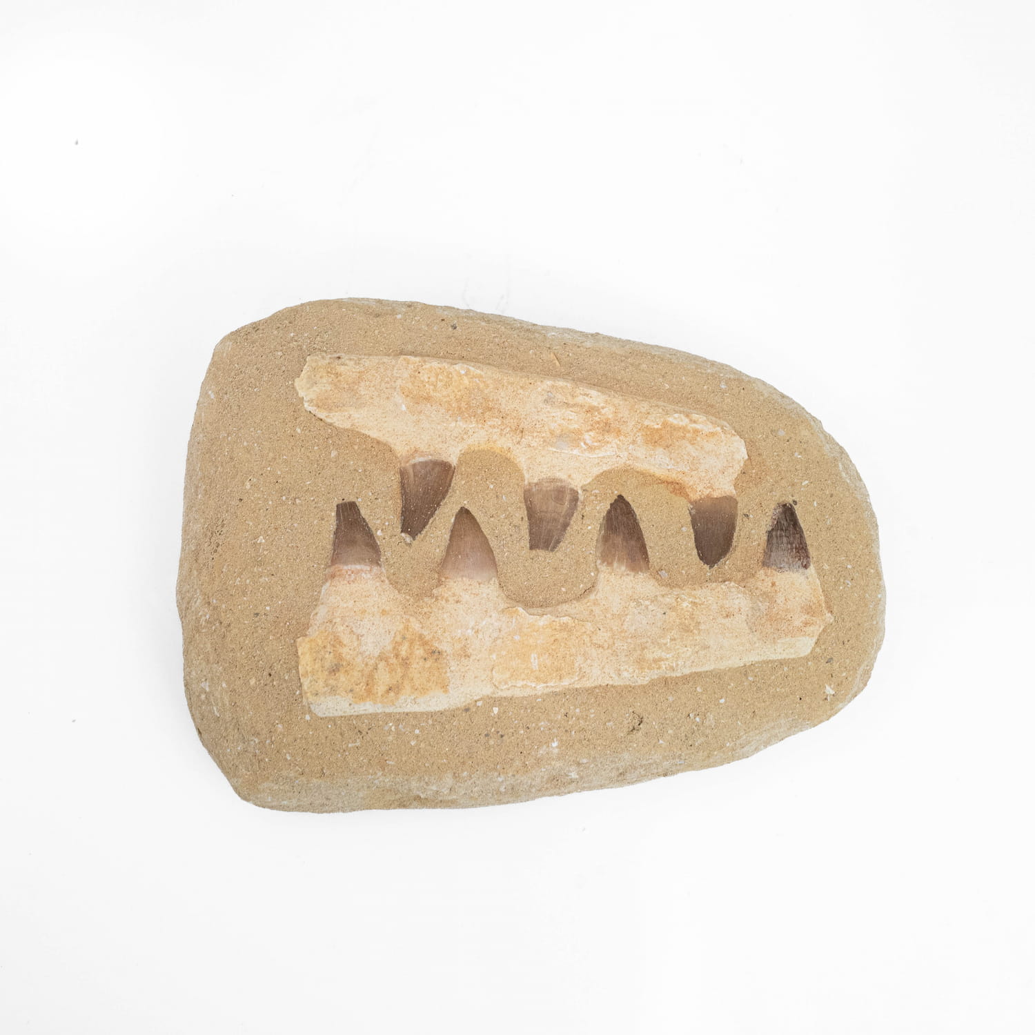 Mosasaurus Jaw