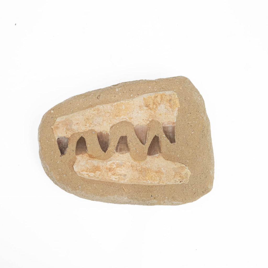 Mosasaurus Jaw