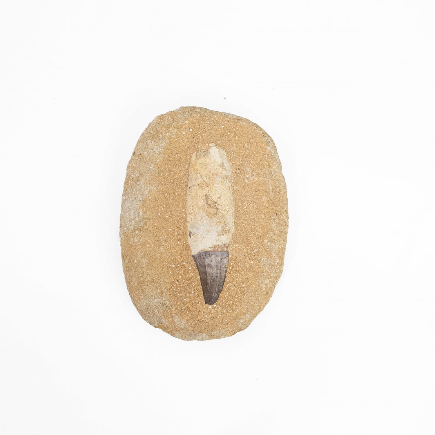 Mosasaurus Tooth