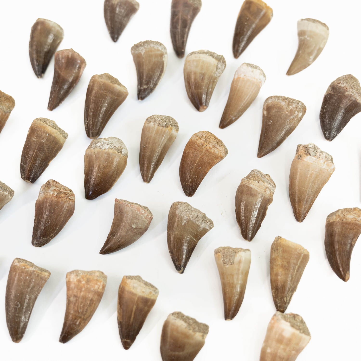 Natural Mosasaurus Tooth - Small