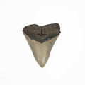 Natural Megalodon Tooth - Large