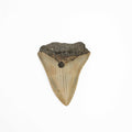 Natural Megalodon Tooth - Large