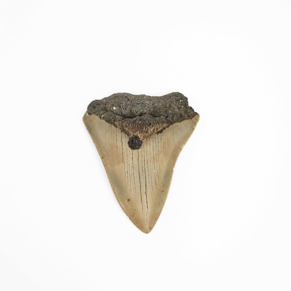 Natural Megalodon Tooth - Large