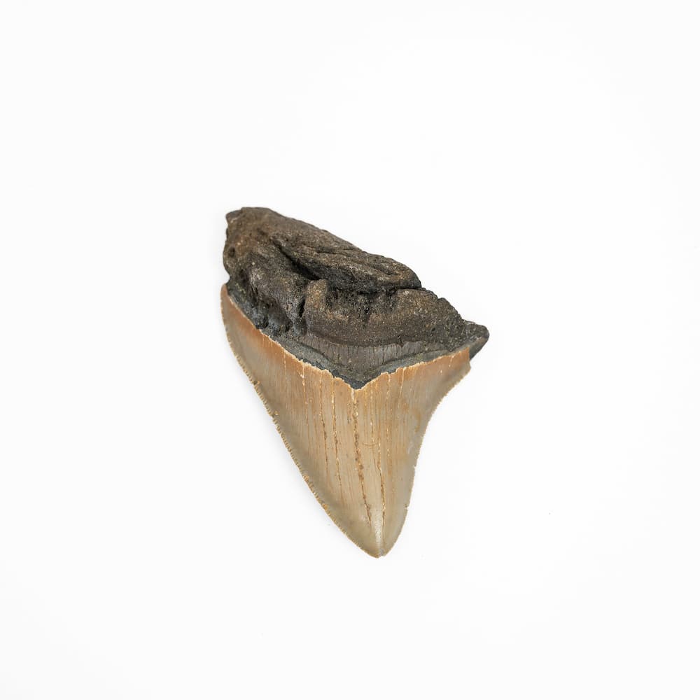 Natural Megalodon Tooth - Large