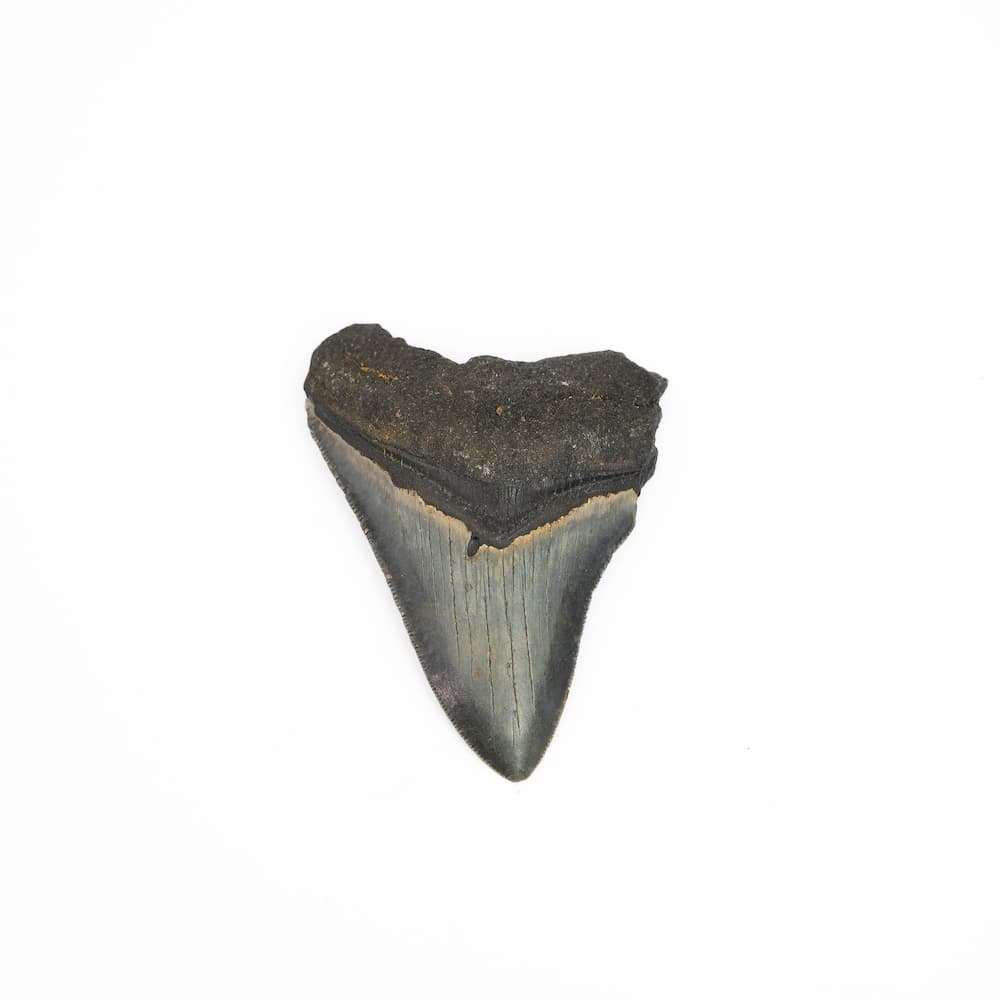 Natural Megalodon Tooth