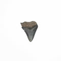 Natural Megalodon Tooth