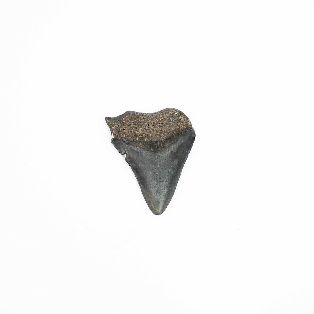 Natural Megalodon Tooth