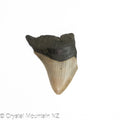 Natural Megalodon Tooth