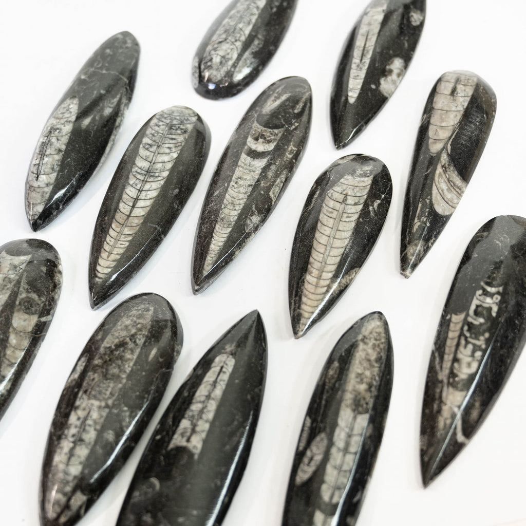 Fossilized Orthoceras arranged on a white background