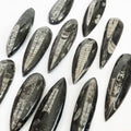 Fossilized Orthoceras arranged on a white background