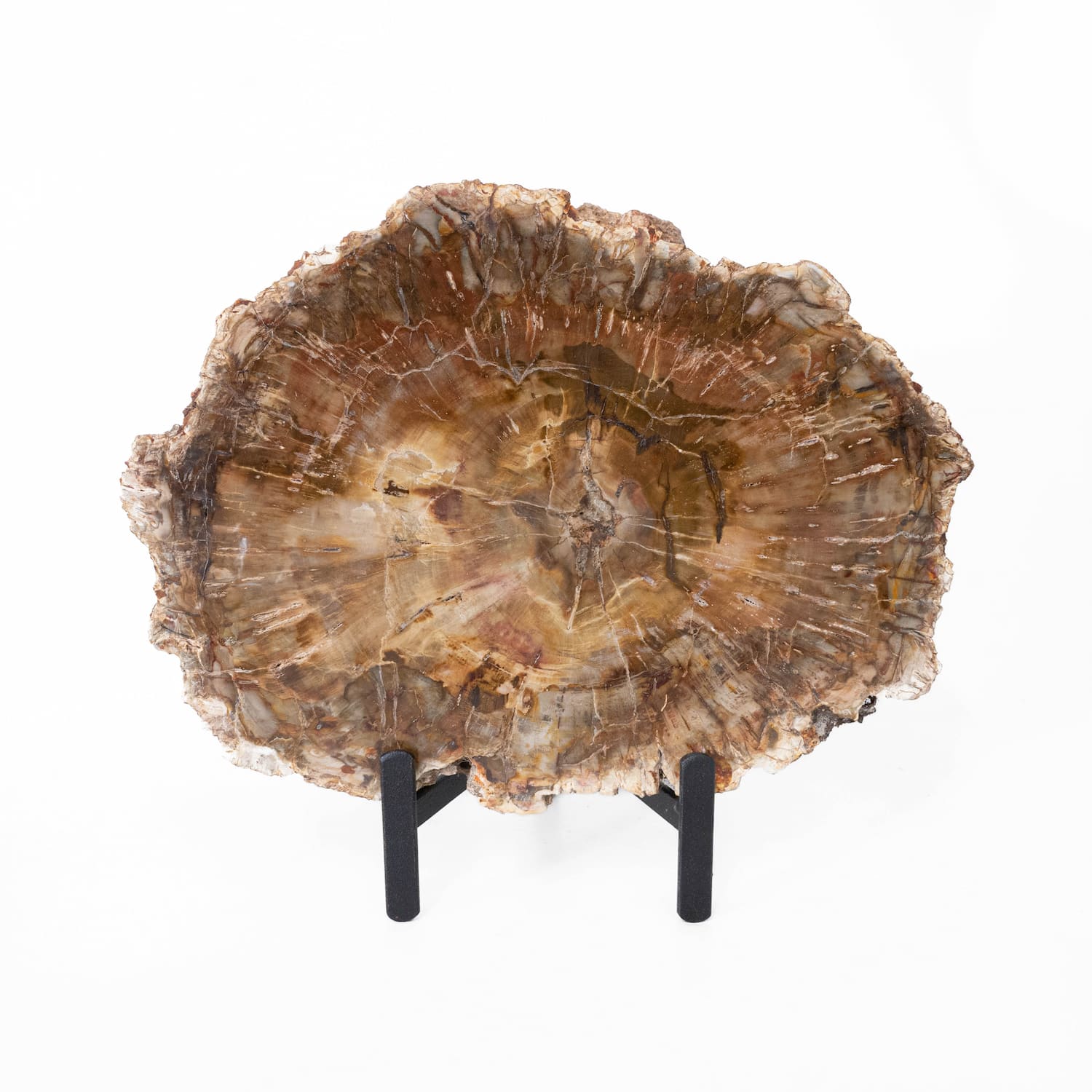 Petrified Wood Slab