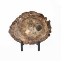 Petrified Wood Slab