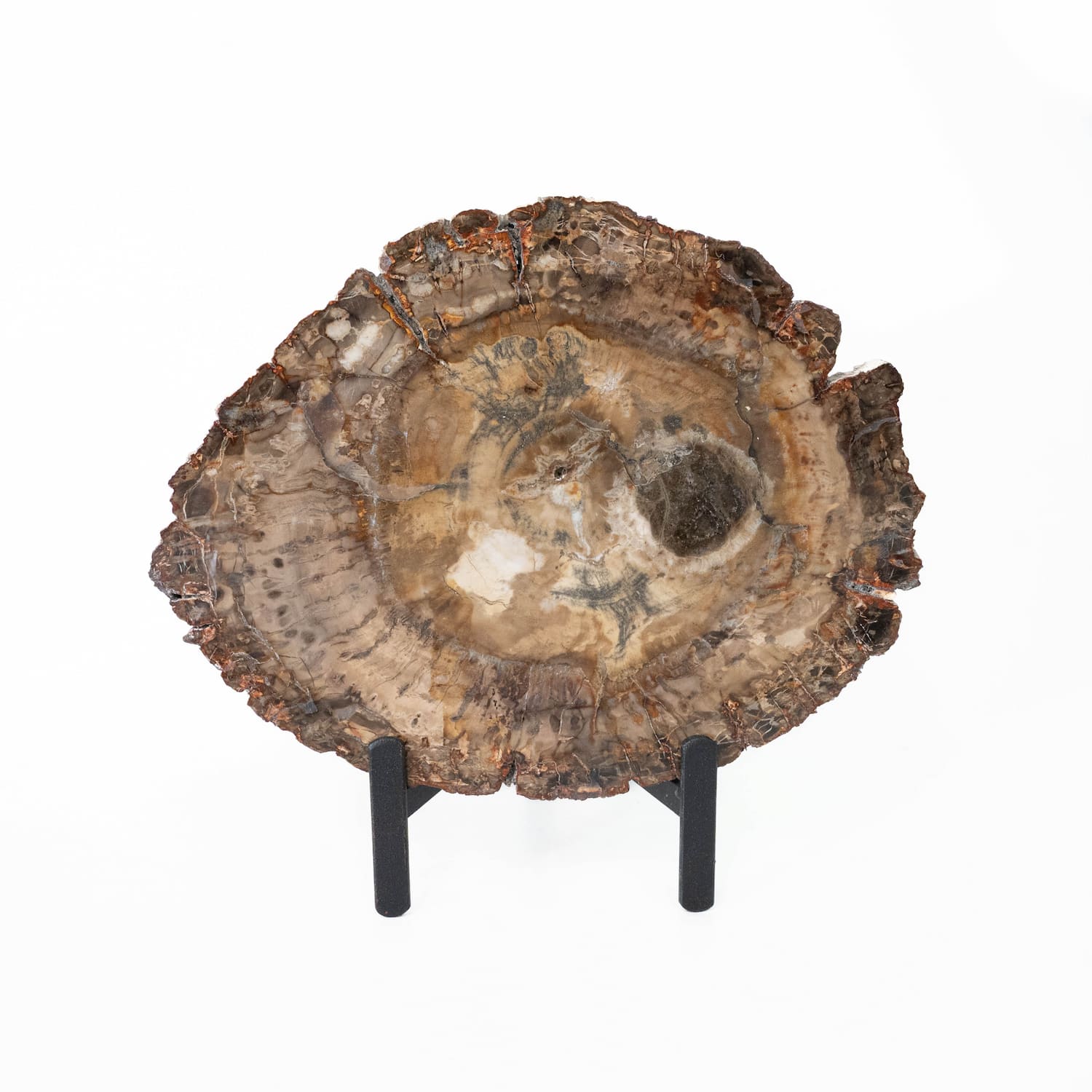 Petrified Wood Slab