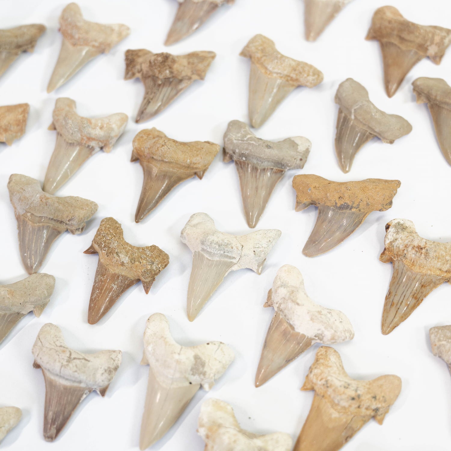 Shark Tooth fossil