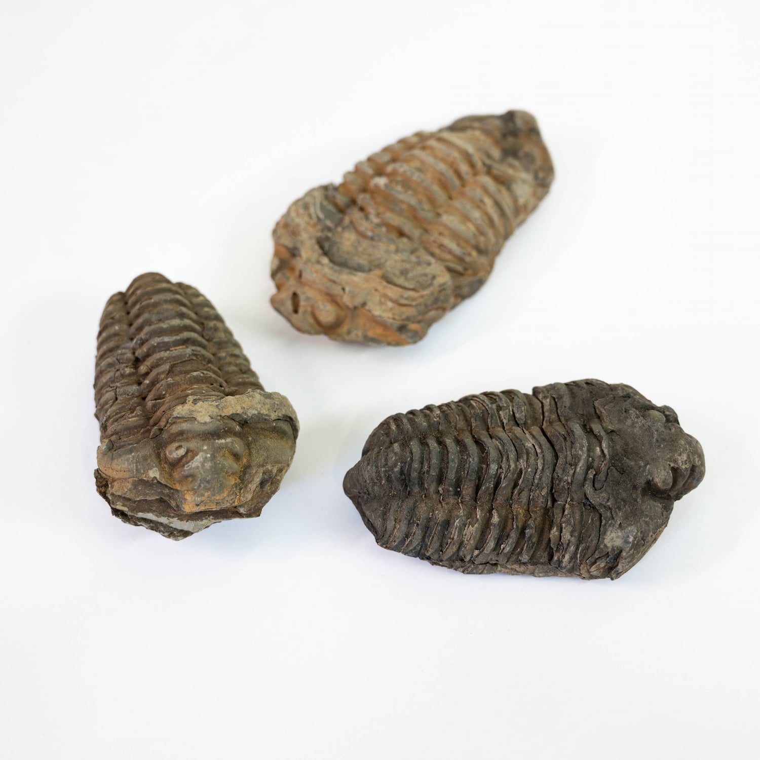 Trilobite Fossil